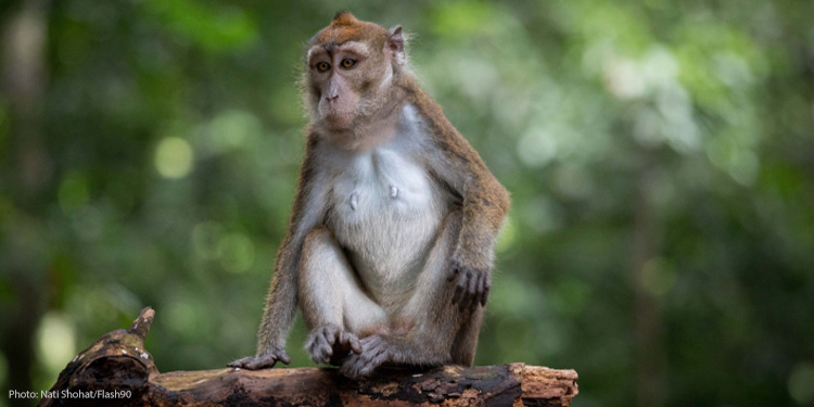 Monkey sitting on a log