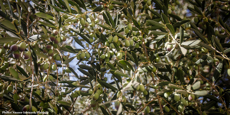 Olive tree with olives growing on the branches
