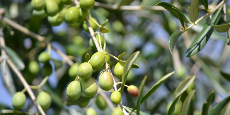 Close up image of olive branches.
