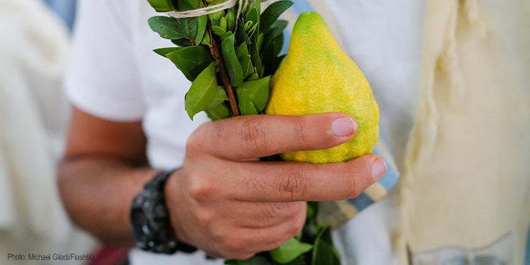 Orthodox Jews carrying an etrog, a large citrus fruit and a goup of branches