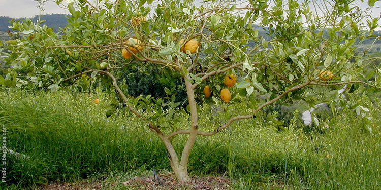 Lemon tree in a field of grass.