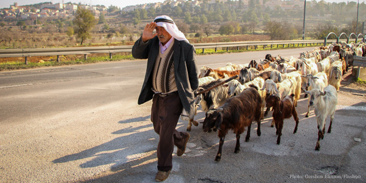 Palestinian shepherd with his sheep