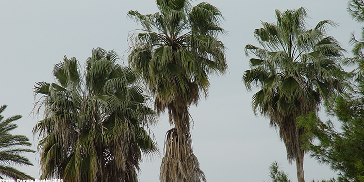 Three palm trees against a light blue sky.
