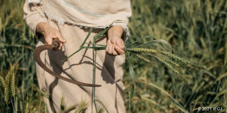 Woman harvesting barely in field. 