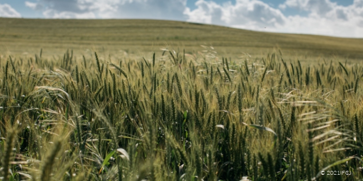 Close up image of a wheat field with hills and a cloudy blue sky behind it. God's dominion