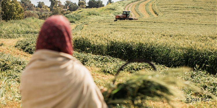 Jewish woman looks out at farm and tractor harvesting a crop.