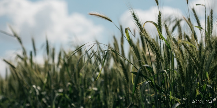 Wheat crop in Israel ready for harvest. 