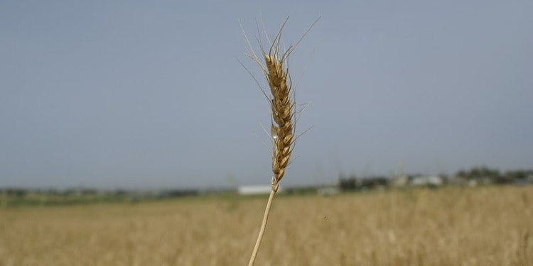 Wheat in Israel illustrating the shmita year
