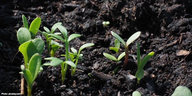 Sprouting plants in soil.