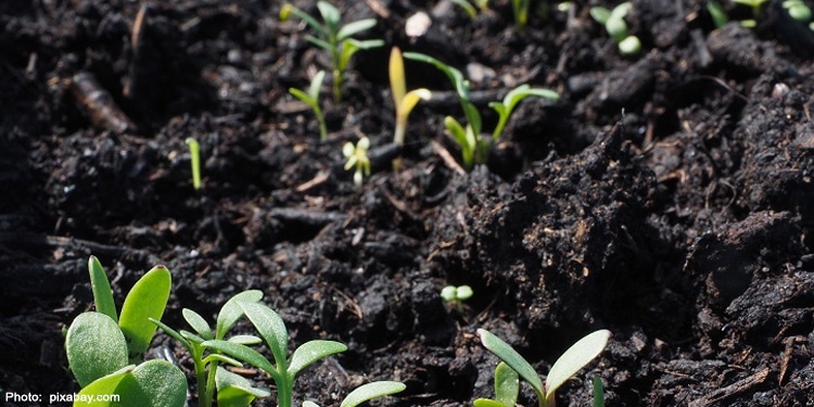 Baby plants sprouting in dirt.