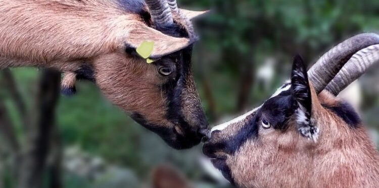 Two brown and black goats put their noses up to each other.