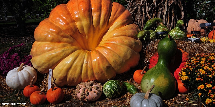 Several pumpkins and gourds on the ground together.