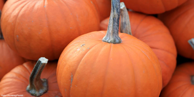 A group of pumpkins