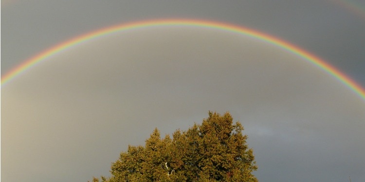 A browning tree with a rainbow overhead in a gray sky.