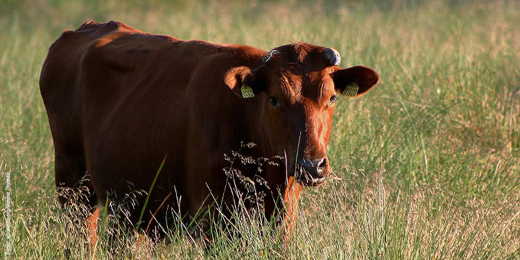 Red heifer