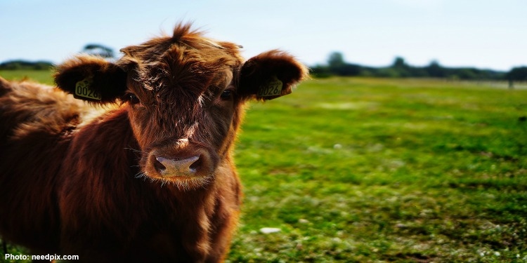 Small red baby cow in a green grass field.