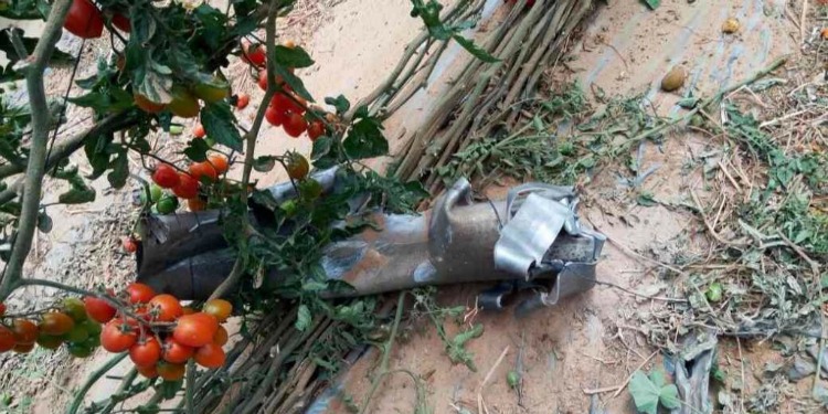 Several tomato tree branches that were broken due to a rocket landing.