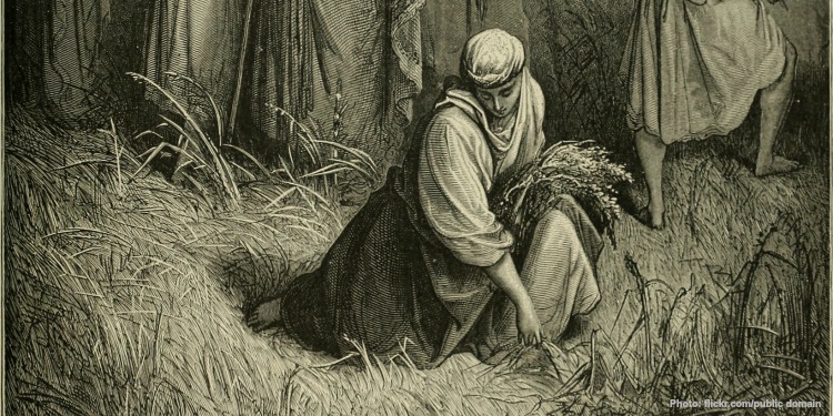 Drawing of Ruth gathering wheat.