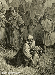 Jewish people collect sheaves of barley from a field. 