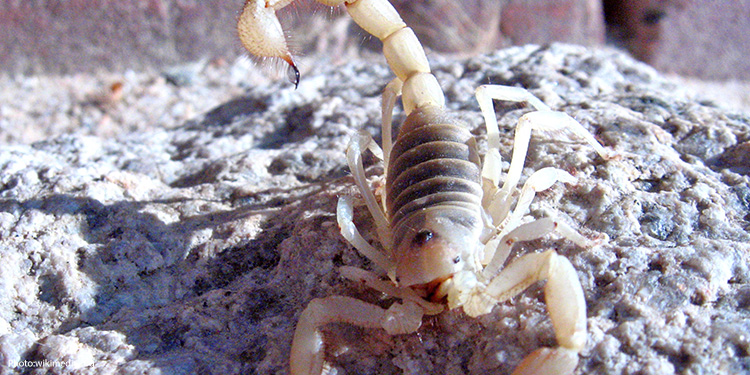 Scorpion on a rock