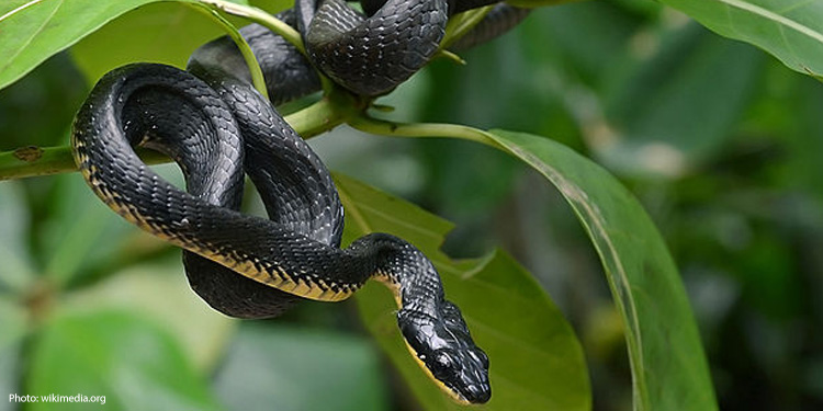 A snake on leaves