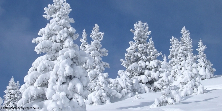 Pine trees covered in snow