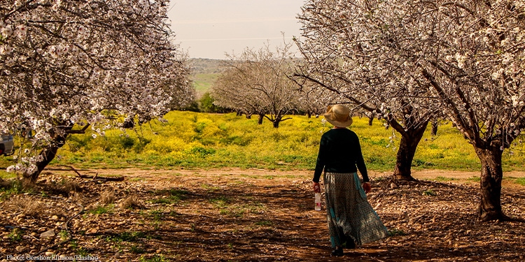 A woman walking through a field of pink trees during the spring time.