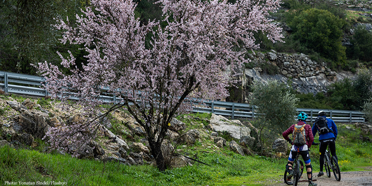 A pink tree on the side of a bike path with two bikers underneath it.