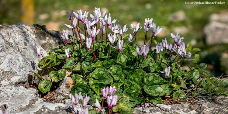 Small purple flowers growing from ivy that's on a rock.