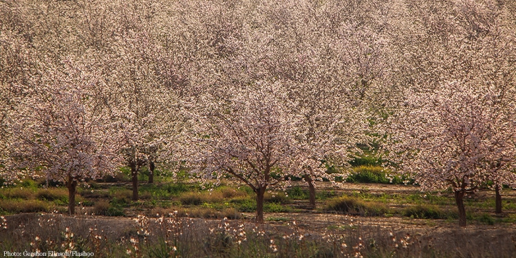 A field of trees with pink flowers on them.