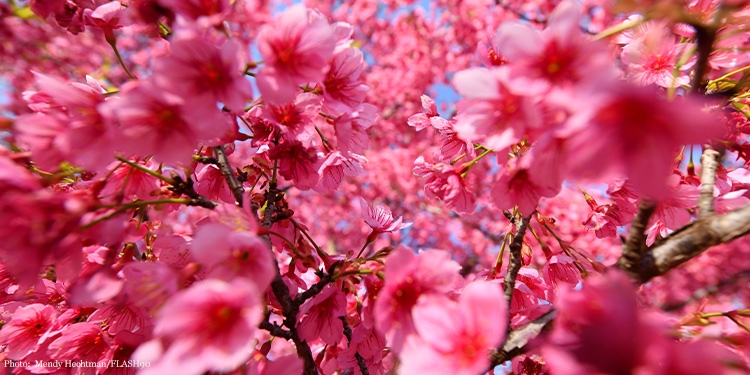 Close up image of pink flowers.