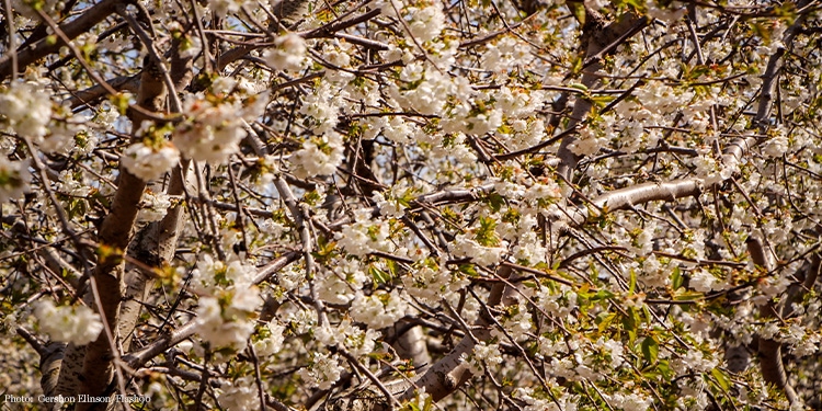 Close up image of white flowers growing off trees.