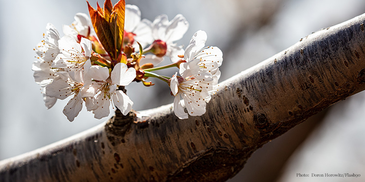 White flowers growing from a tree branch.