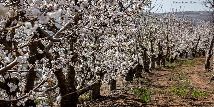 A field of white flowers growing from trees.