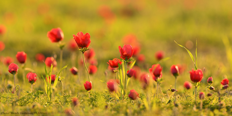 Several red flowers budding and growing from the ground.