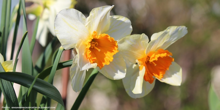 Close image of two yellow flowers.