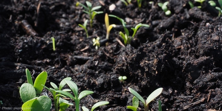 Close up image of plants beginning to sprout in soil.
