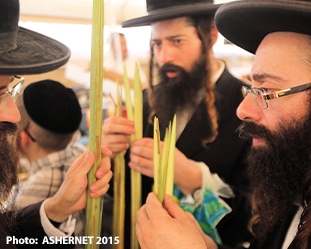 Two rabbis at the market in Jerusalem buying the Four Species for Sukkot celebration.