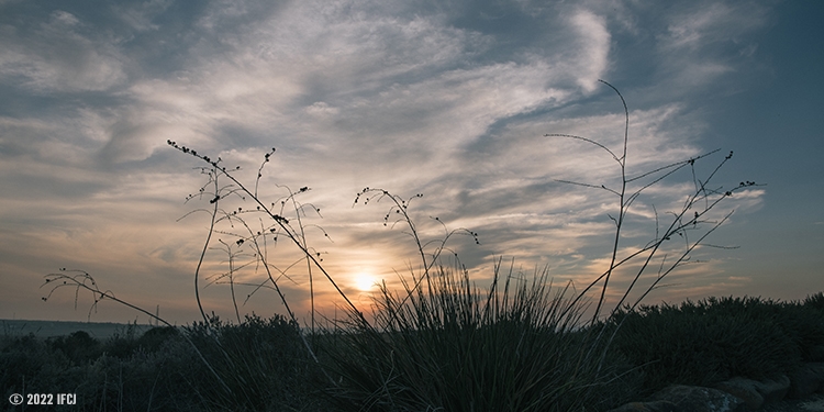 Growing grass in front of a dark and cloudy sunset.