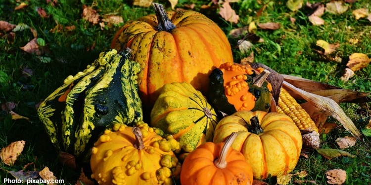 Pumpkins and gourds sitting in a grassy patch with leaves on it.