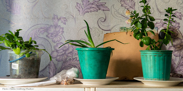 Three plants sitting on a shelf