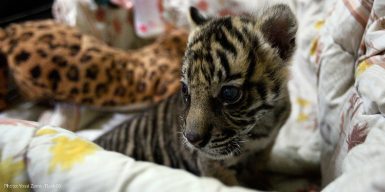 Baby tiger