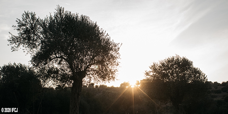 sunset at olive grove