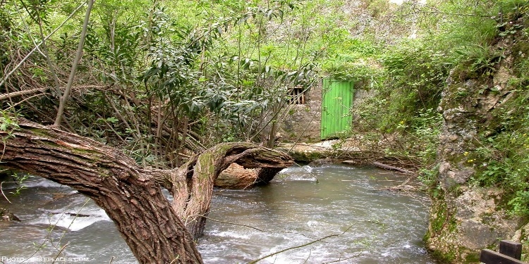 Trees over a river of water.