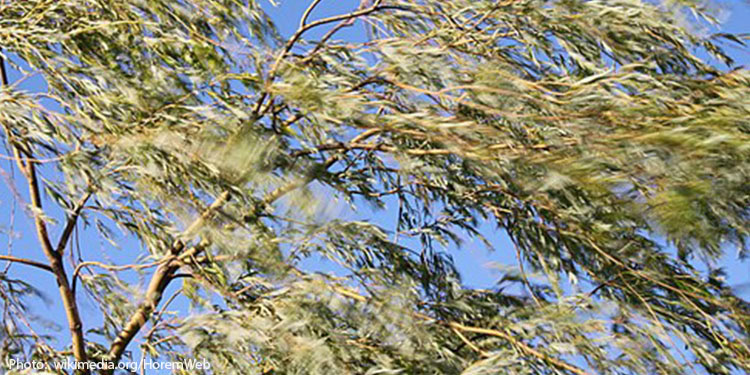 Trees blowing