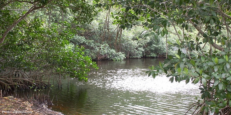 A pond in the middle of the forests surrounded by lots of trees.