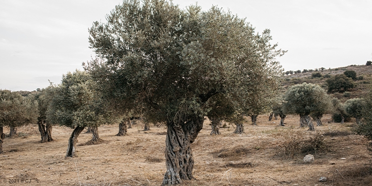 Trees in a field