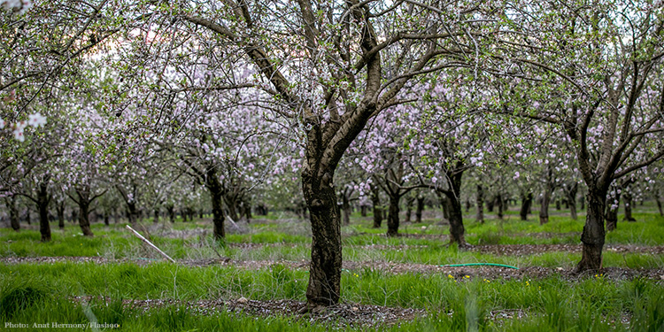 Trees that are blooming flowers