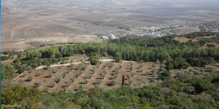 Aerial view of trees at Mount Carmel