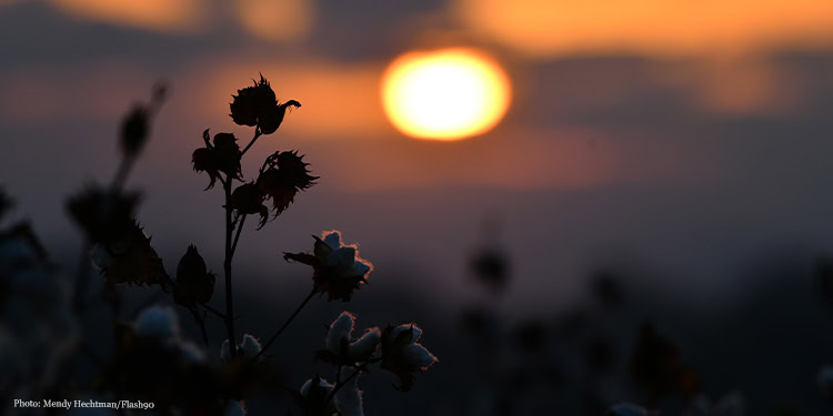 View of a cotton field on sunrise near Kiryat Gat